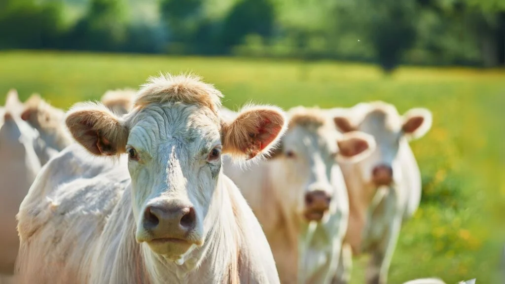 cow